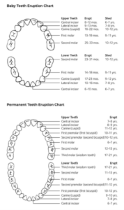ADA teeth eruption charts